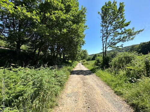 View along, Hollas Lane, with wild plants, old trees, and distant fields, on a sunny day in, Norland, Sowerby Bridge, UK photo