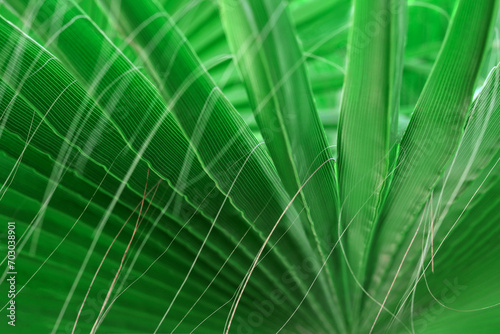 Tropical Palm Leaf. Green background. Striped palm foliage in rain forest. Tropical leaf texture. Exotic plant. Mediterranean flora. Green leaf of palm tree. Abstract texture background. Spring 