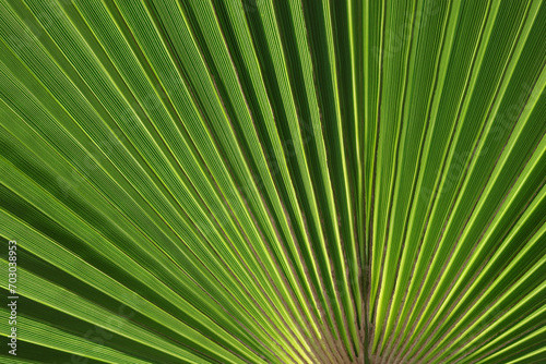 Tropical Palm Leaf. Green background. Striped palm foliage in rain forest. Tropical leaf texture. Exotic plant. Mediterranean flora. Green leaf of palm tree. Abstract texture background. Spring 