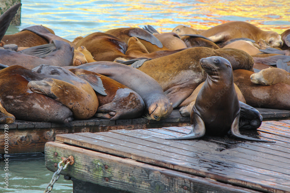 Fototapeta premium Sea Lion on the docks 