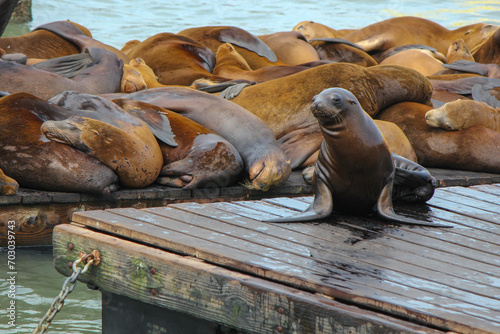 Sea Lion on the docks 