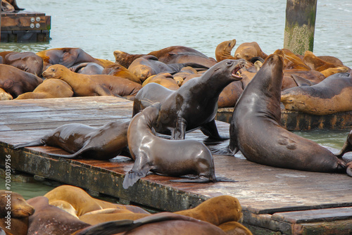 Sea lions on the docks 