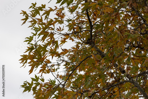 leaves against the blue sky