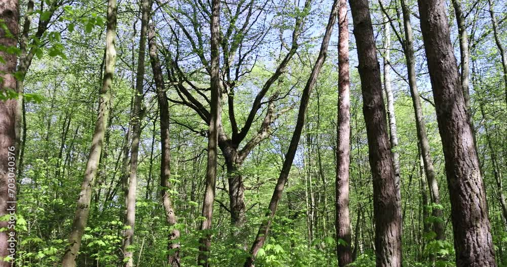 trees with the first foliage in the forest in the spring season, the first foliage on trees in the spring season trees with the first foliage in the forest in the spring season, the first foliage on trees in the spring season