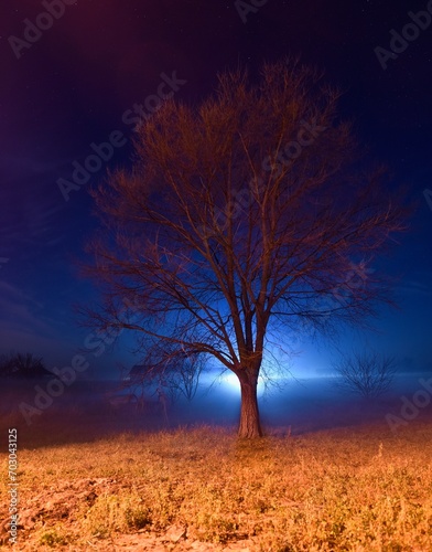 Tree in the open field at night.