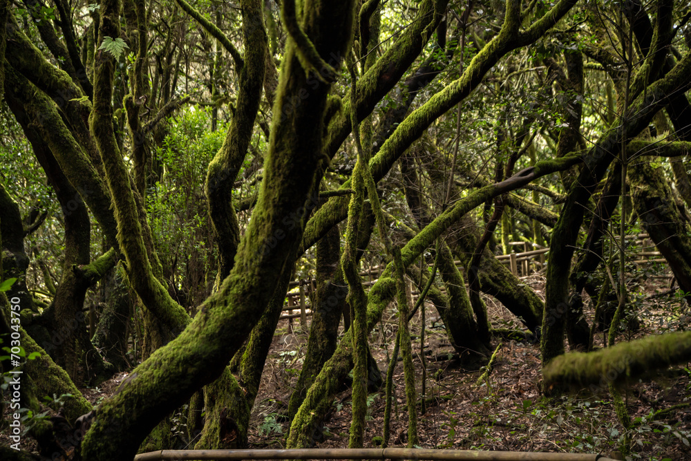 garajonay national park, la gomera, la gomera tropical forest, lagomera vegetation, la gomera national park garajonay national park, la gomera, la gomera tropical forest, lagomera vegetation, la gomera national park