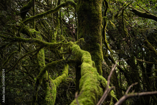 garajonay national park, la gomera, la gomera tropical forest, lagomera vegetation, la gomera national park