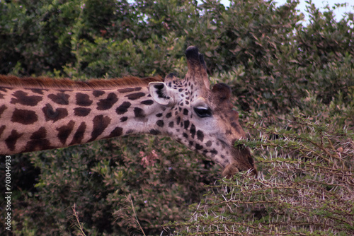 Photography Giraffe