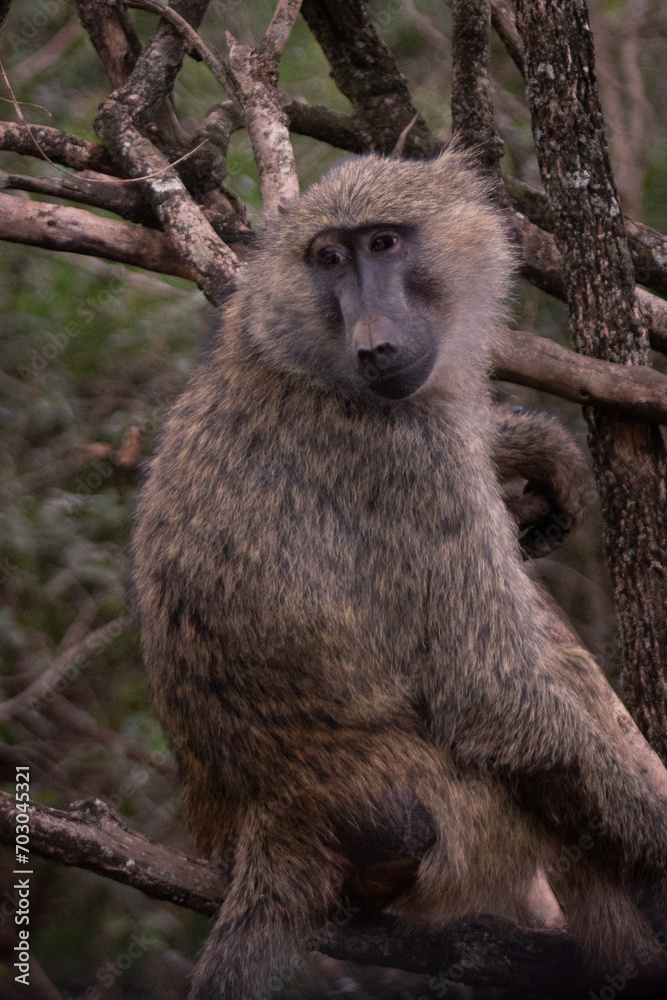 Obraz premium Baboon
