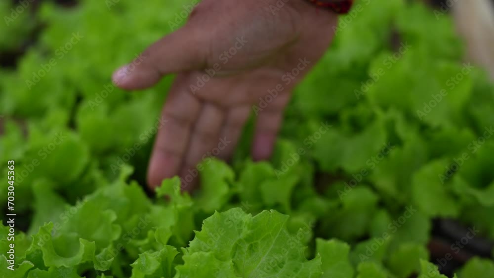 Farmer surveys vegetables in the garden Are there any pests destroying the vegetables? Organic vegetables
