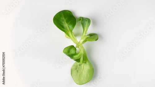 Fresh green Rapunzel Salad on white background