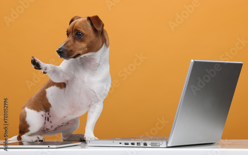 smart dog with a laptop on an orange background. business training finance online banking technology concept © serhii