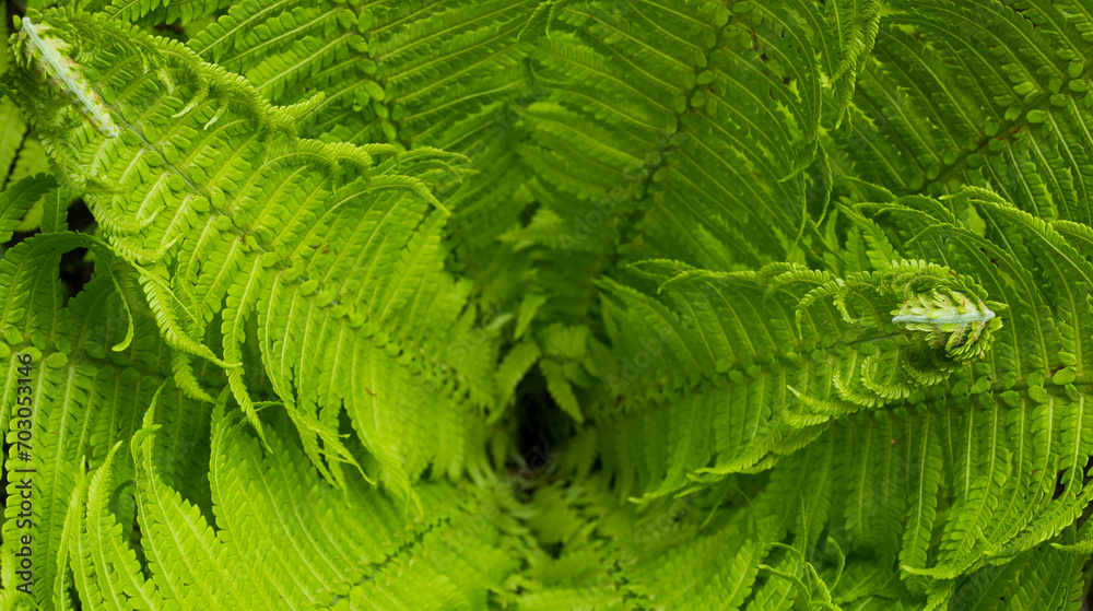 fern leaves close-up for background fern leaves close-up for background