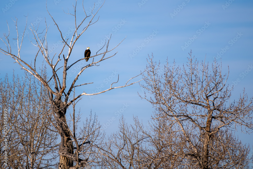 Bold Eagle sitting on a tree branch during sunny winter day Bold Eagle sitting on a tree branch during sunny winter day