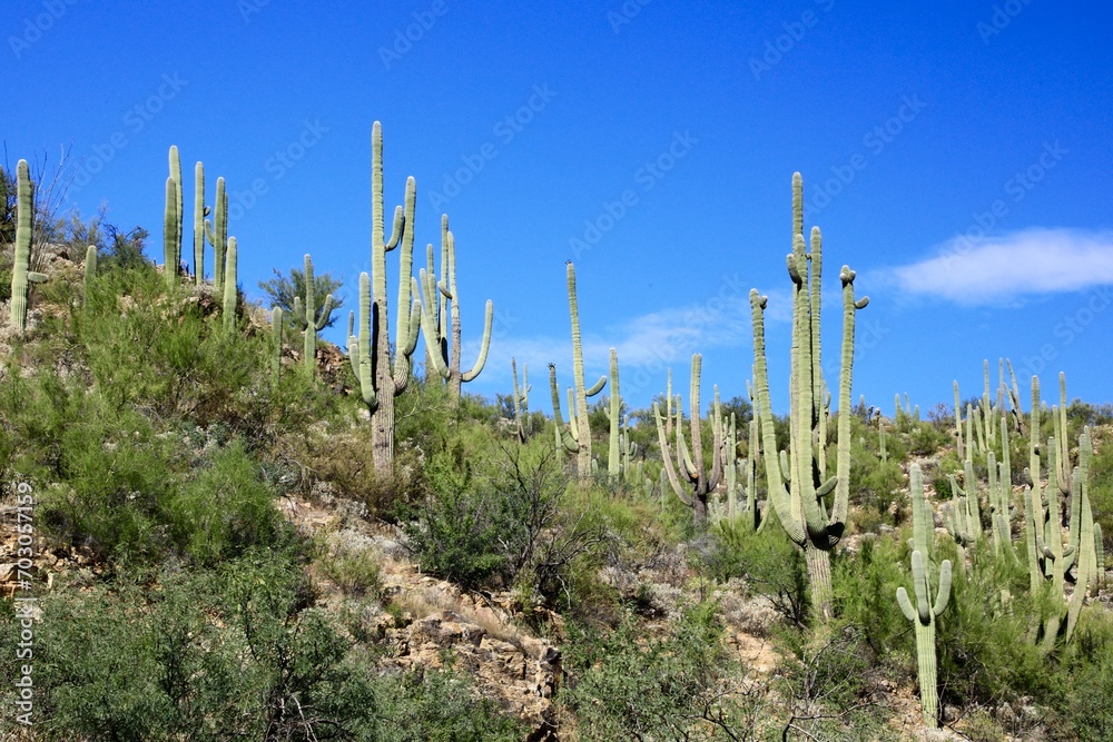 Santa Catalina Mountains in Arizona
Santa Catalina Mountains in Arizona