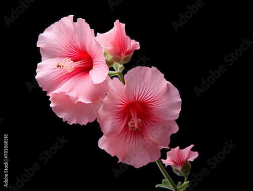 Hollyhock flower in studio background  single hollyhock flower  Beautiful flower images