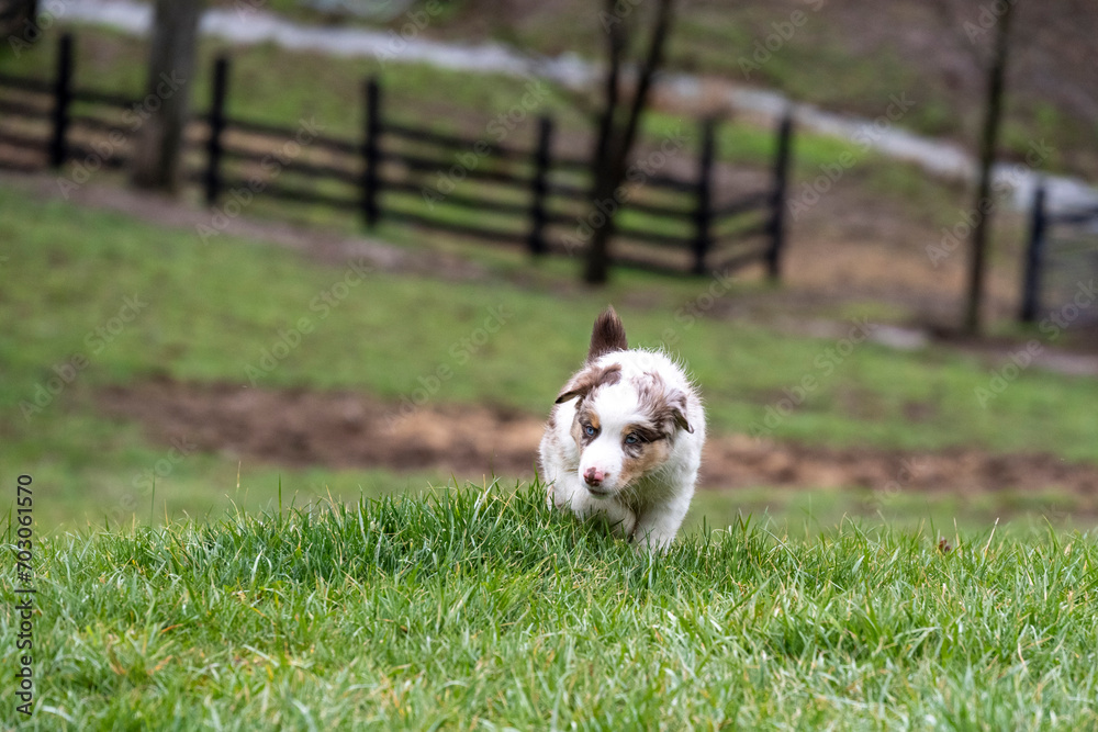 custom made wallpaper toronto digitalAustralian Shephard puppies - Aussies are remarkably intelligent