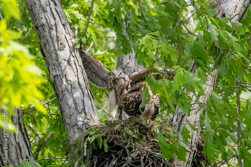 Red Shouldered hawk and babies on nest in the woods © dfriend150