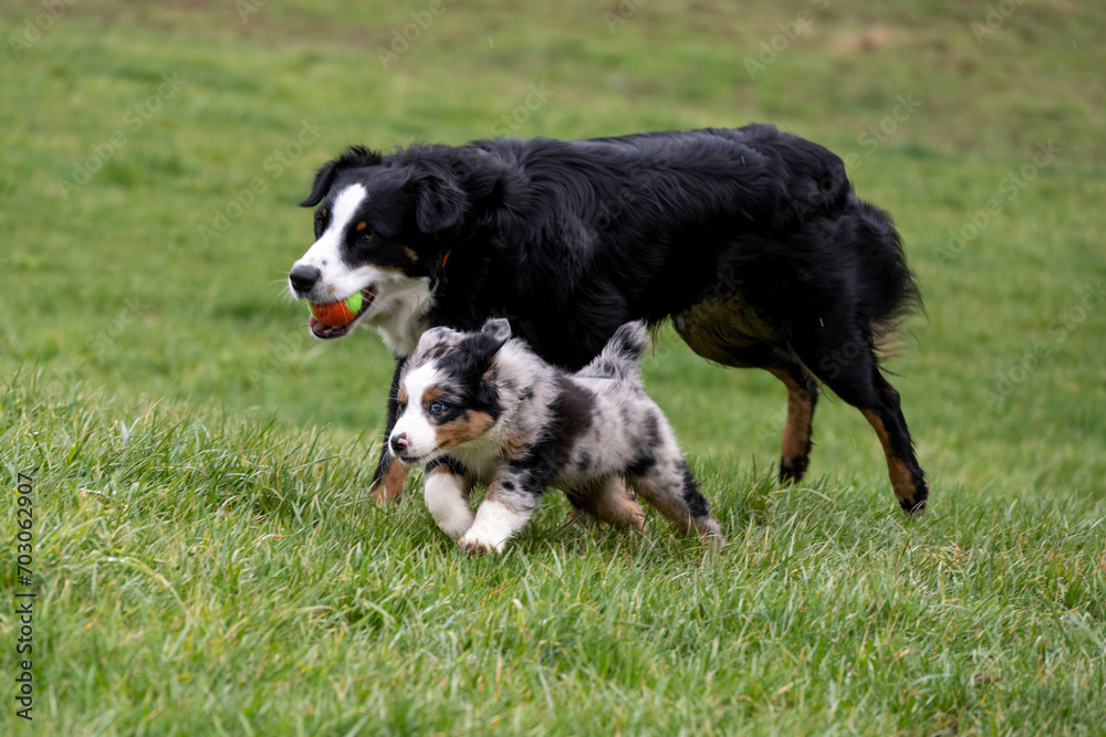 Australian Shephard puppies - Aussies are remarkably intelligent