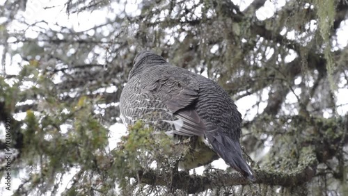 Male spruce grouse in the Gaspesie National Park (Quebec, Canada) photo