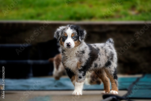 Australian Shephard puppies - Aussies are remarkably intelligent