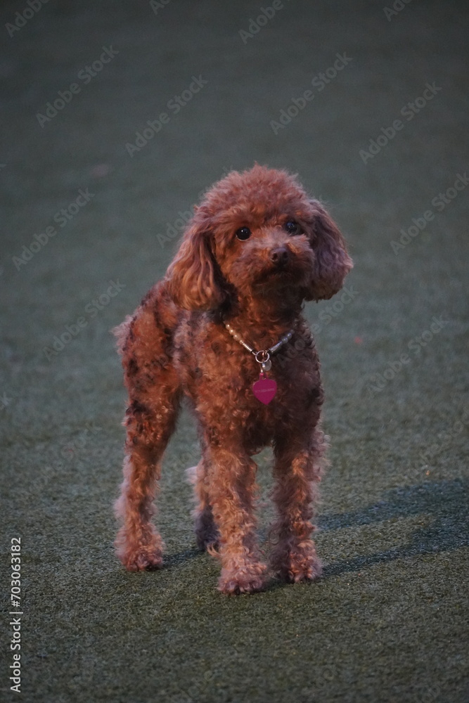 cocker spaniel puppy cocker spaniel puppy