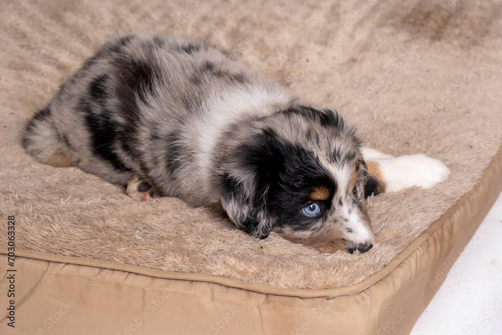 Obraz premium Australian Shephard puppies - Aussies are remarkably intelligent