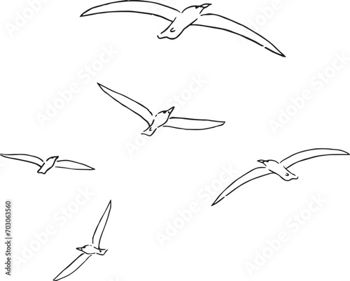 set of birds, seagulls