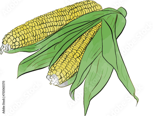 corn on the cob