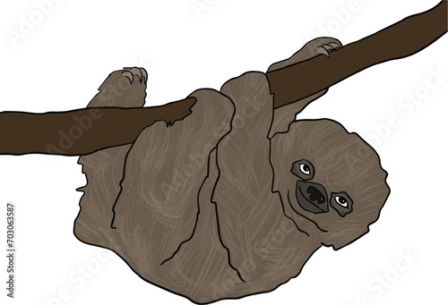 sloth on limb