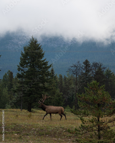 Elk Stroll