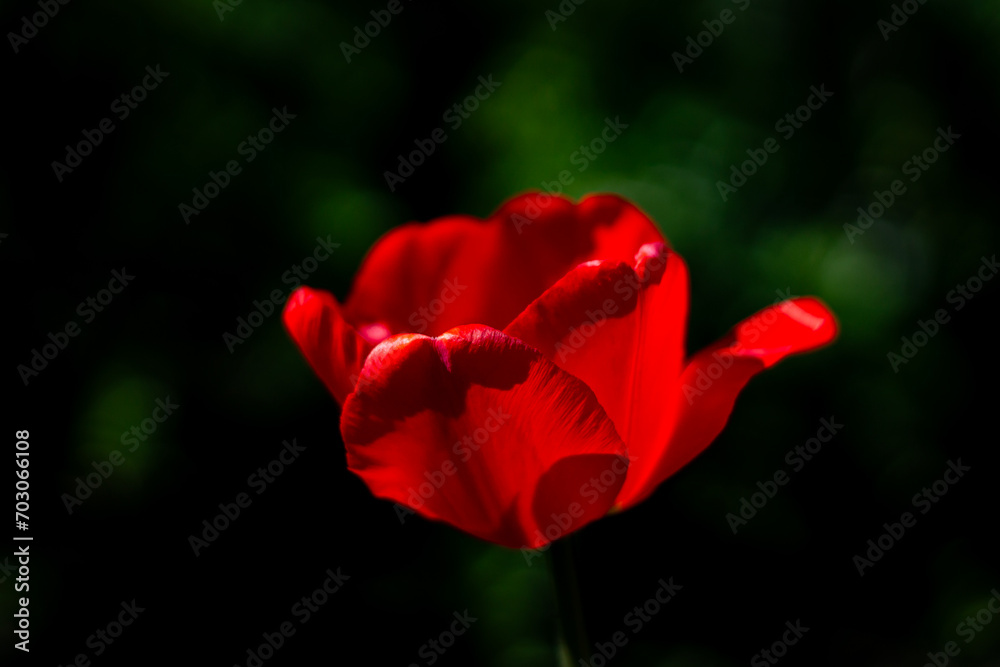 Lonely red tulip in the garden in spring, spring blossom, symbol of love, romance, female happiness Lonely red tulip in the garden in spring, spring blossom, symbol of love, romance, female happiness