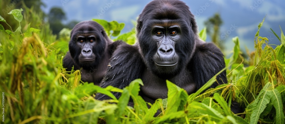 The stunning scenery in southwestern Uganda at Bwindi National Park, home to mountain gorillas, is a UNESCO World Heritage Site.