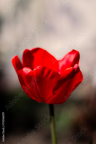 Lonely red tulip in the garden in spring, spring blossom, symbol of love, romance, female happiness