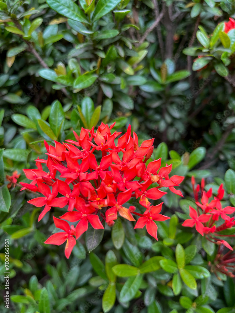 red and green leaves red and green leaves