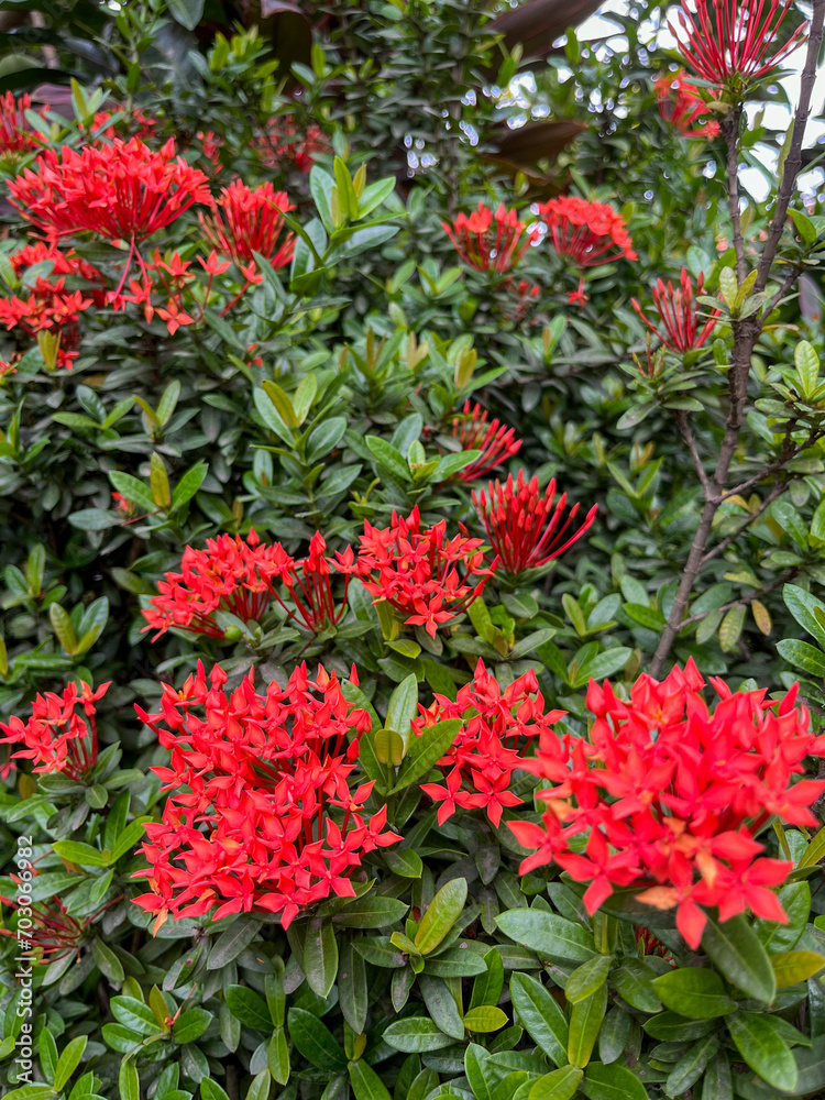 red and green plants