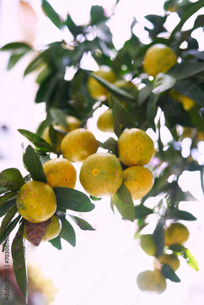 Beginning to turn yellow tangerines hang from a green tree branch