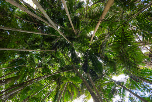 Scenic views of Tamborine Mountain Regional Botanic Gardens looking up at the tree canopy above