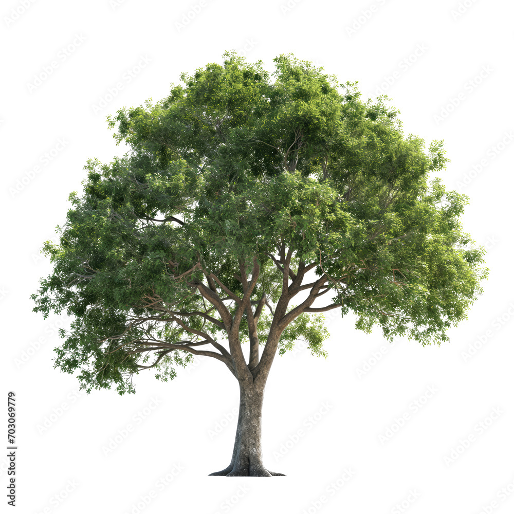 Fototapeta premium Big Single Green Tree Transparent PNG