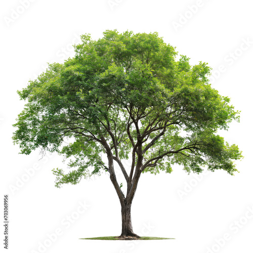 Big Single Green Tree Transparent PNG