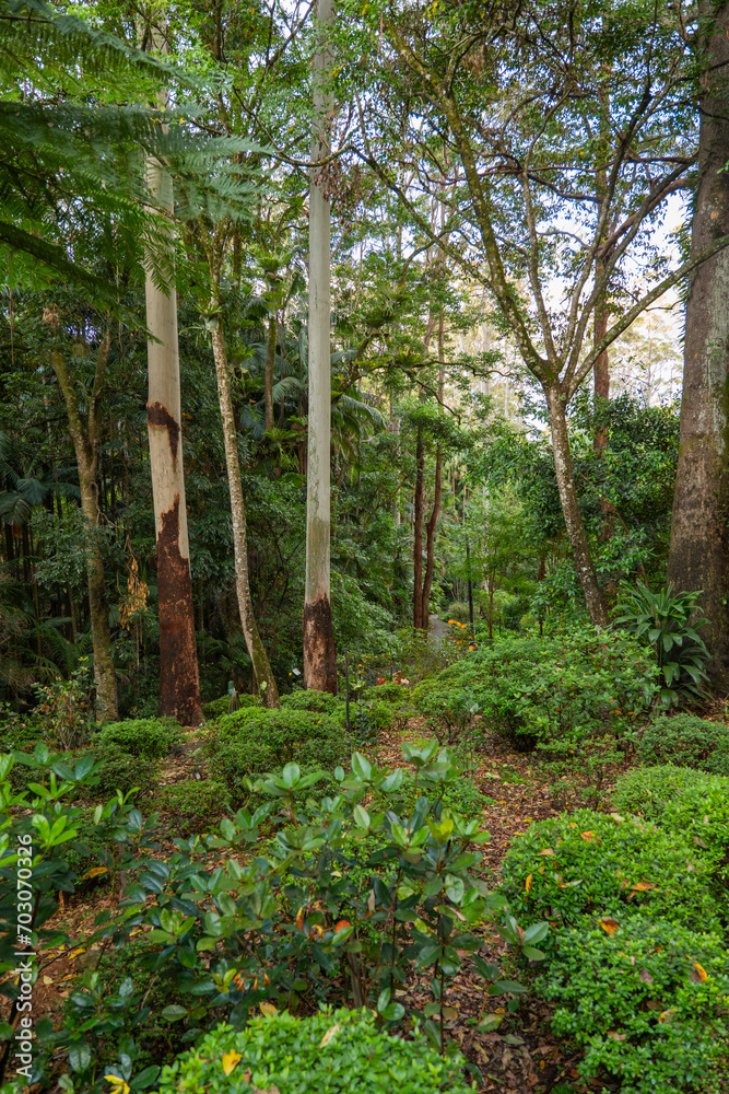 Scenic views of the rainforest trees within Tamborine Mountain Regional Botanic Gardens Scenic views of the rainforest trees within Tamborine Mountain Regional Botanic Gardens