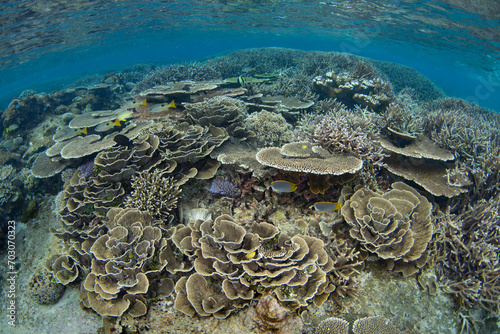 A spectacular variety of reef-building corals thrive on a shallow coral reef in Raja Ampat, Indonesia. This tropical region supports the greatest marine biodiversity on the planet.