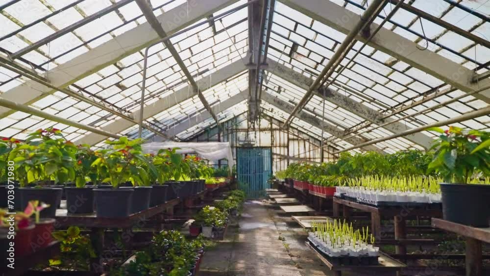 Organic green plants and flowers fully grown in industrial hothouse. Organic green plants and flowers fully grown in industrial hothouse.