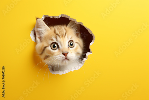 Cute cat peeking out of a hole in the wall, torn hole, empty copy space frame, yellow background  photo