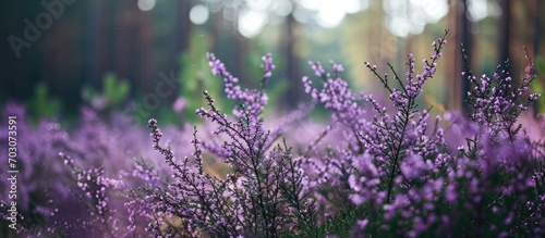 Polish forest's blooming heather has small flowers.