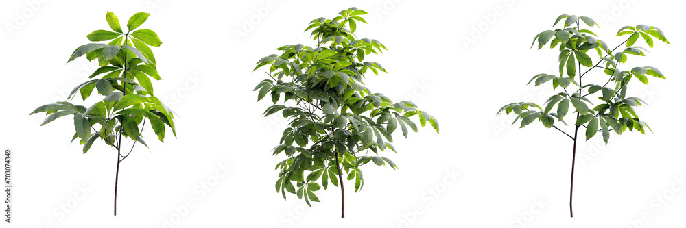 Tree on transparent background 3d rendering png.