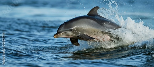 Bottlenose dolphin © 2rogan