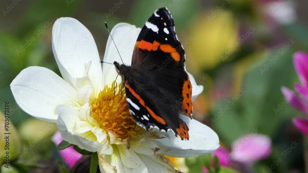 Vanessa Atalanta Red Admiral Butterfly on a Dahlia varieties in bloom in a garden in the UK