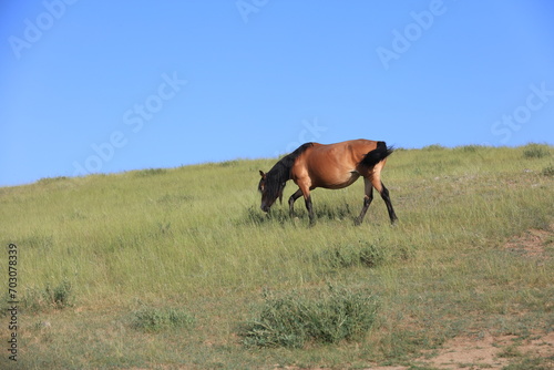 horses in the grasslands © zhengzaishanchu