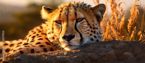 Morning light illuminates a resting cheetah. photo